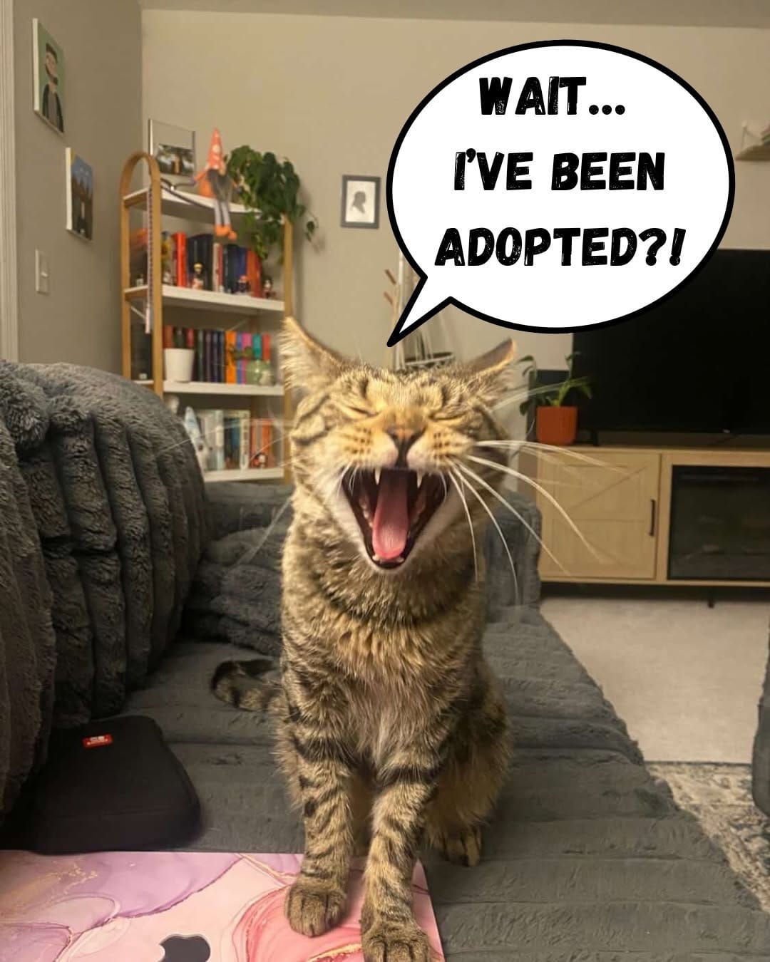Post 8 by Homeward Bound Pet Adoption on Instagram (carousel)