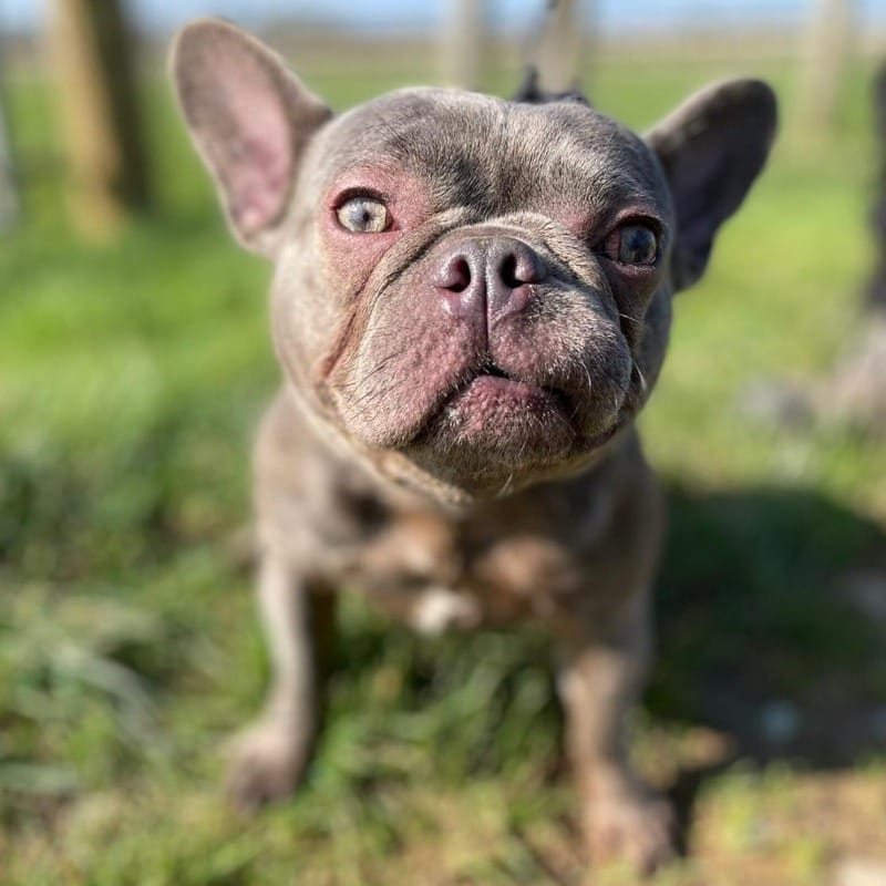 Post 5 by Greenacres Rescue on Instagram (carousel)