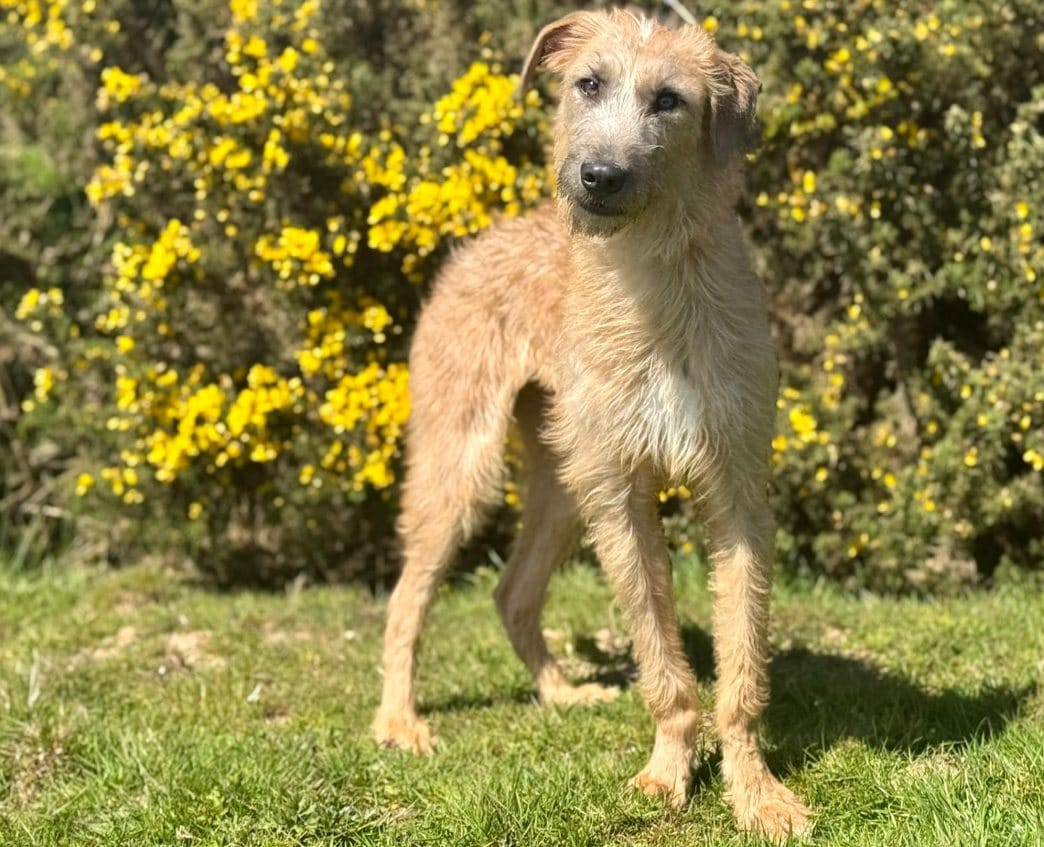 Post 6 by Greenacres Rescue on Instagram (image)