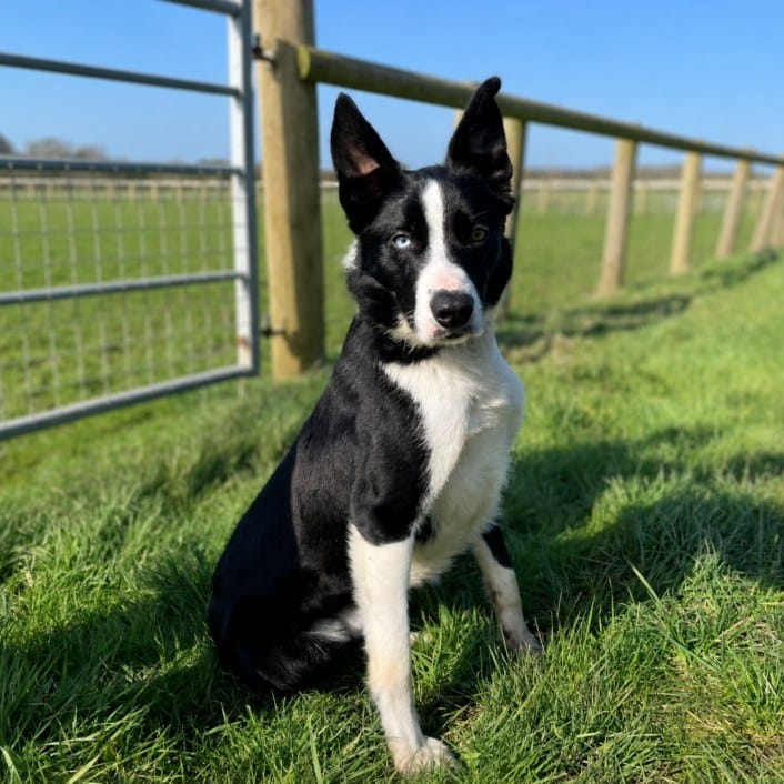 Post 8 by Greenacres Rescue on Instagram (carousel)