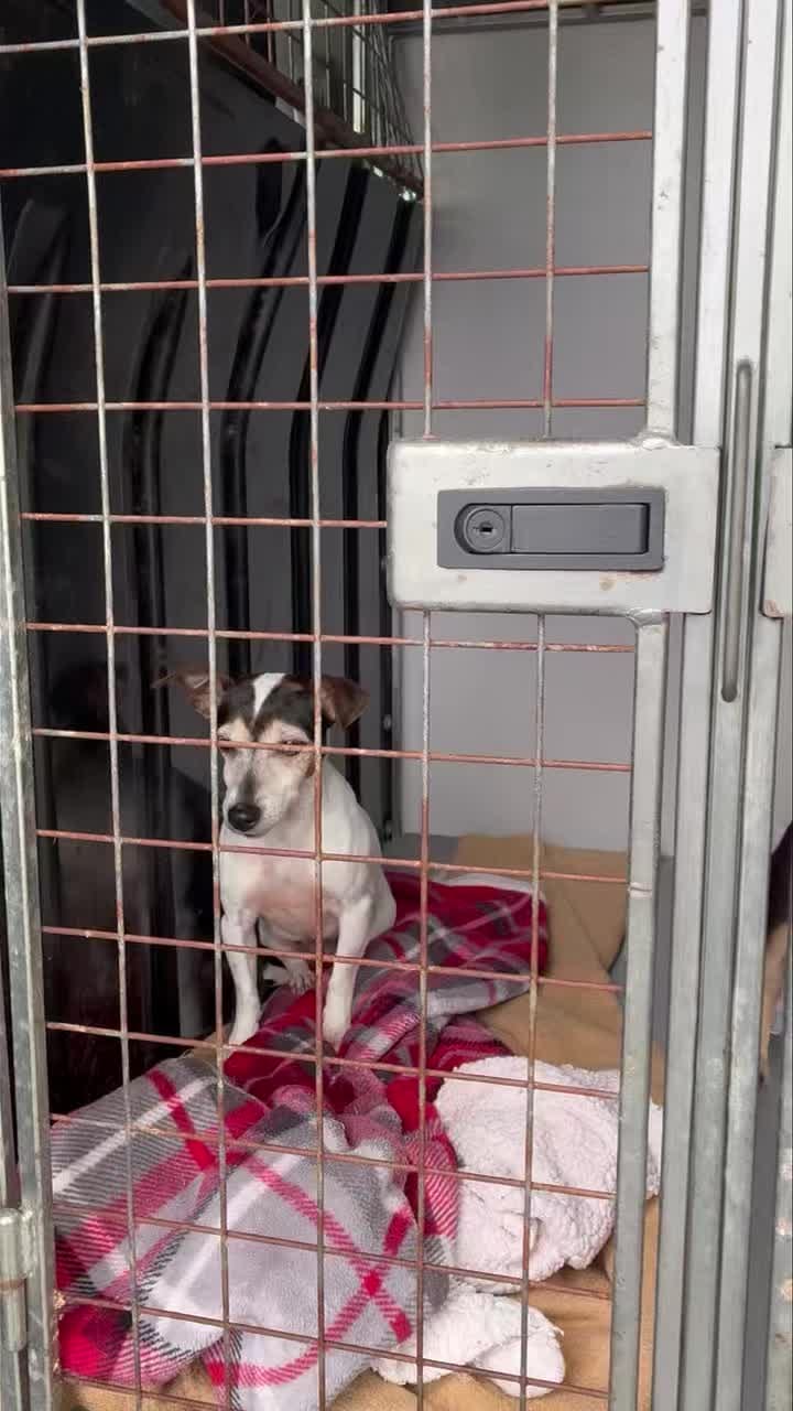 Post 4 by Greenacres Rescue on Instagram (video)