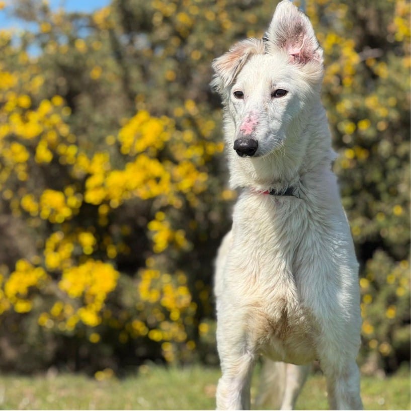 Post 3 by Greenacres Rescue on Instagram (carousel)