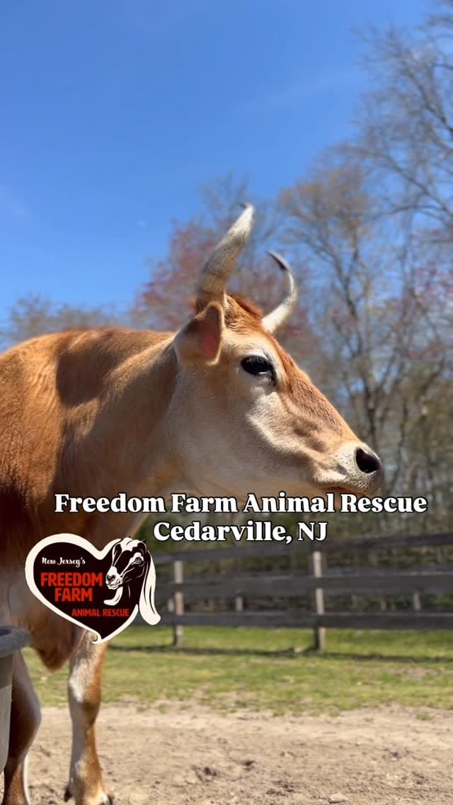 Post 9 by Freedom Farm Animal Rescue on Instagram (video)