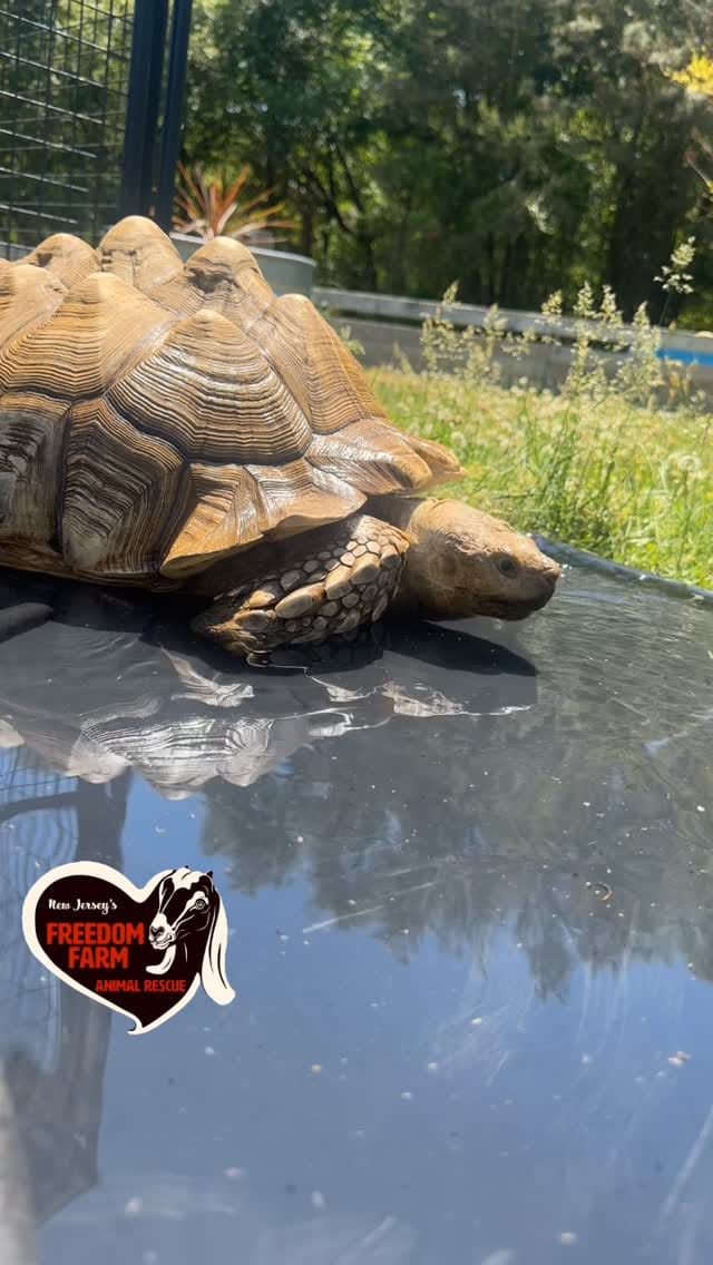 Post 2 by Freedom Farm Animal Rescue on Instagram (video)