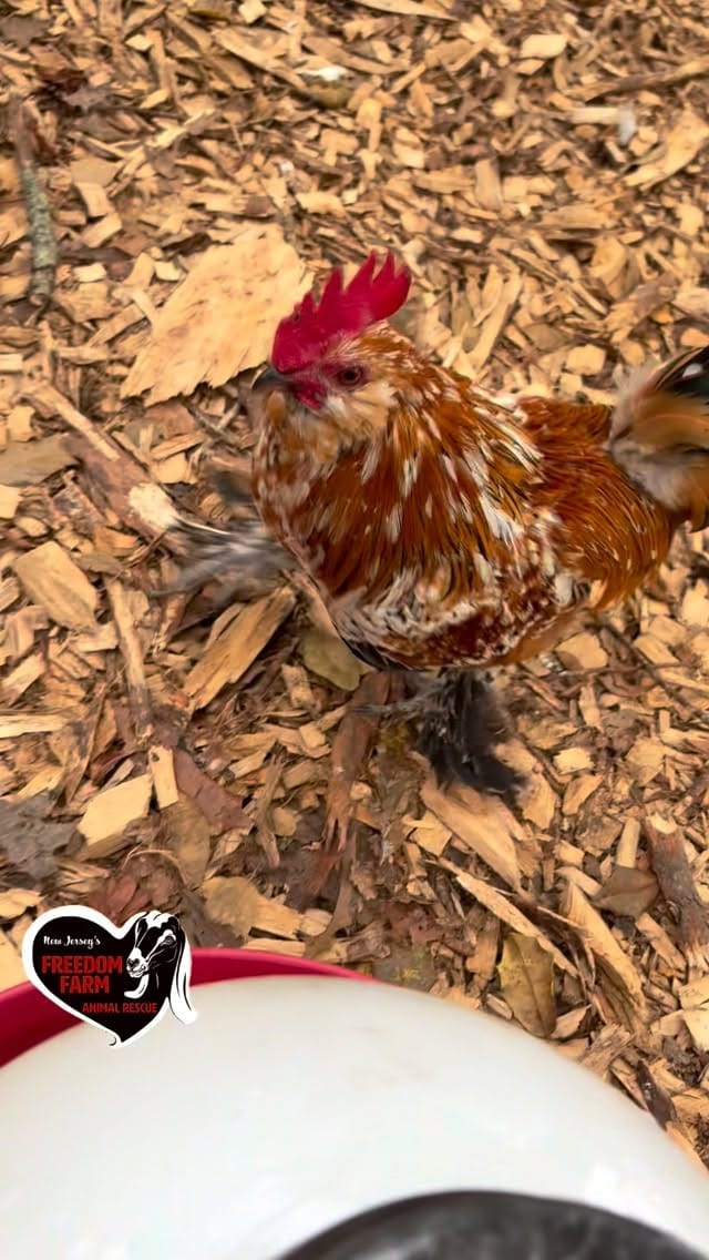 Post 4 by Freedom Farm Animal Rescue on Instagram (video)