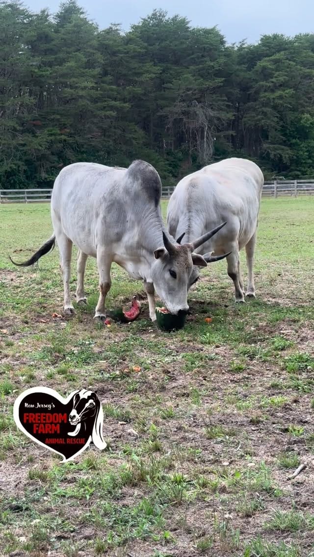 Post 8 by Freedom Farm Animal Rescue on Instagram (video)