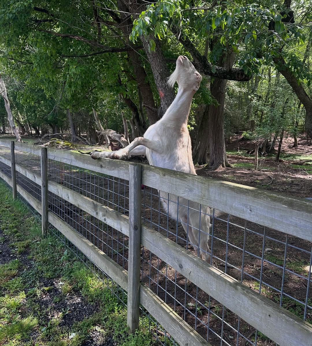 Post 3 by Freedom Farm Animal Rescue on Instagram (image)