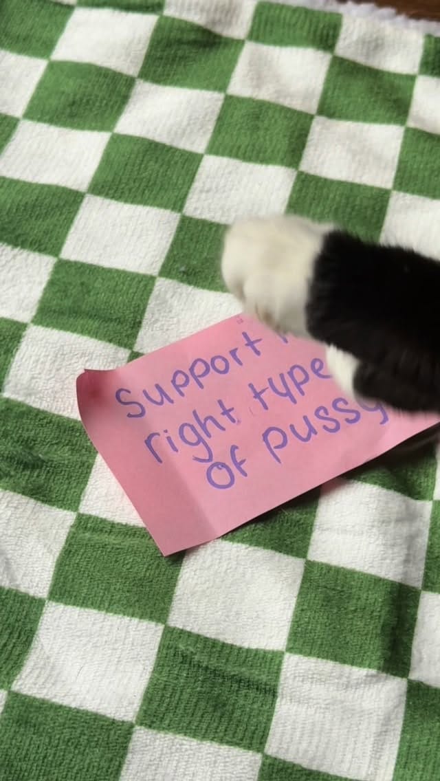 Post 8 by MEOW Cat Cafe Essex on Instagram (video)