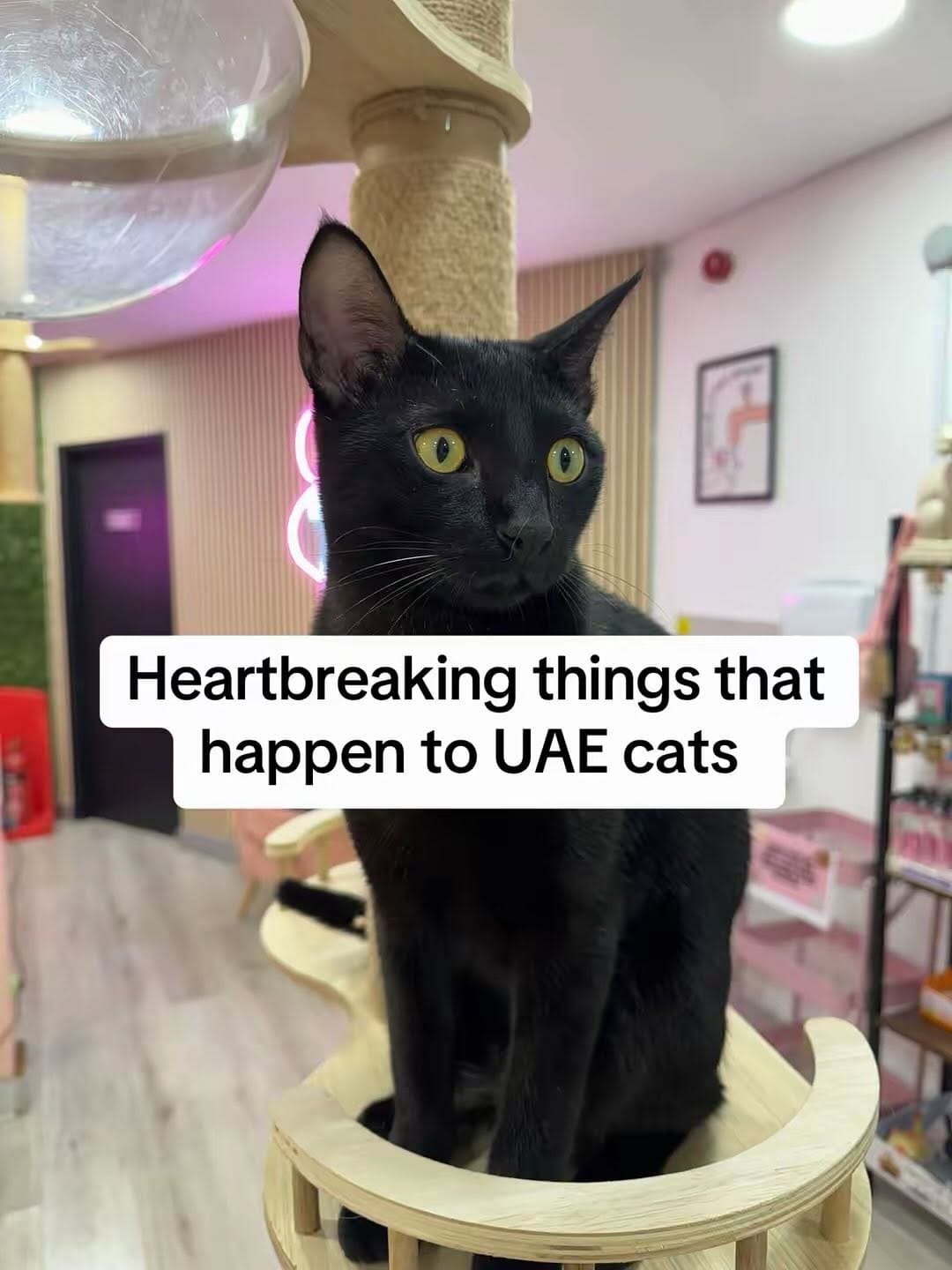 Post 10 by MEOW Cat Cafe Essex on Instagram (carousel)