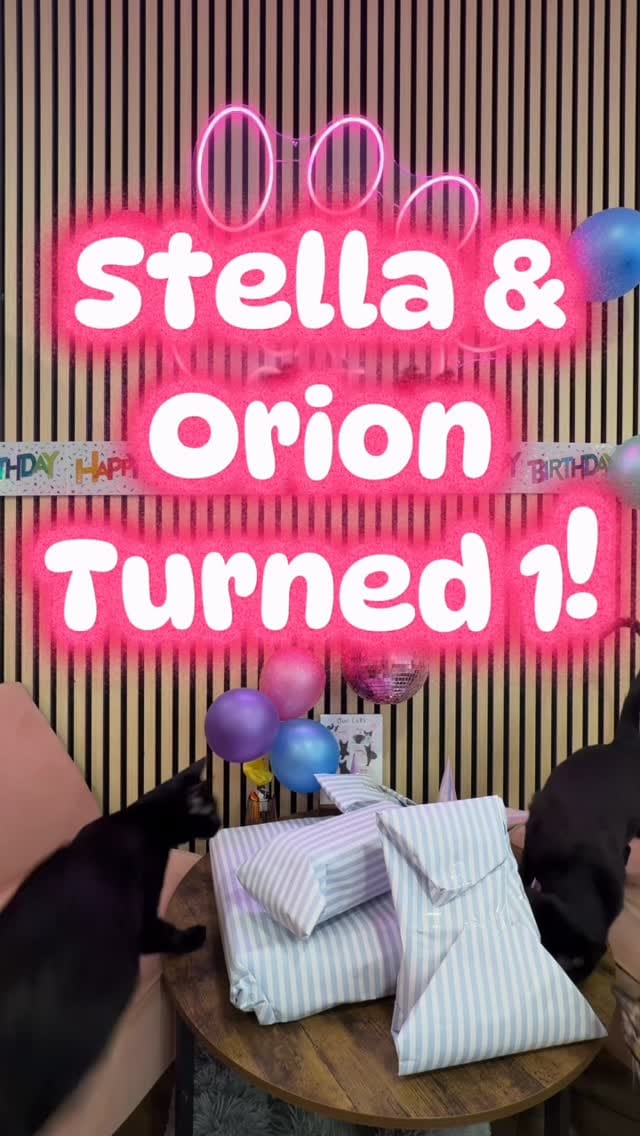 Post 6 by MEOW Cat Cafe Essex on Instagram (video)