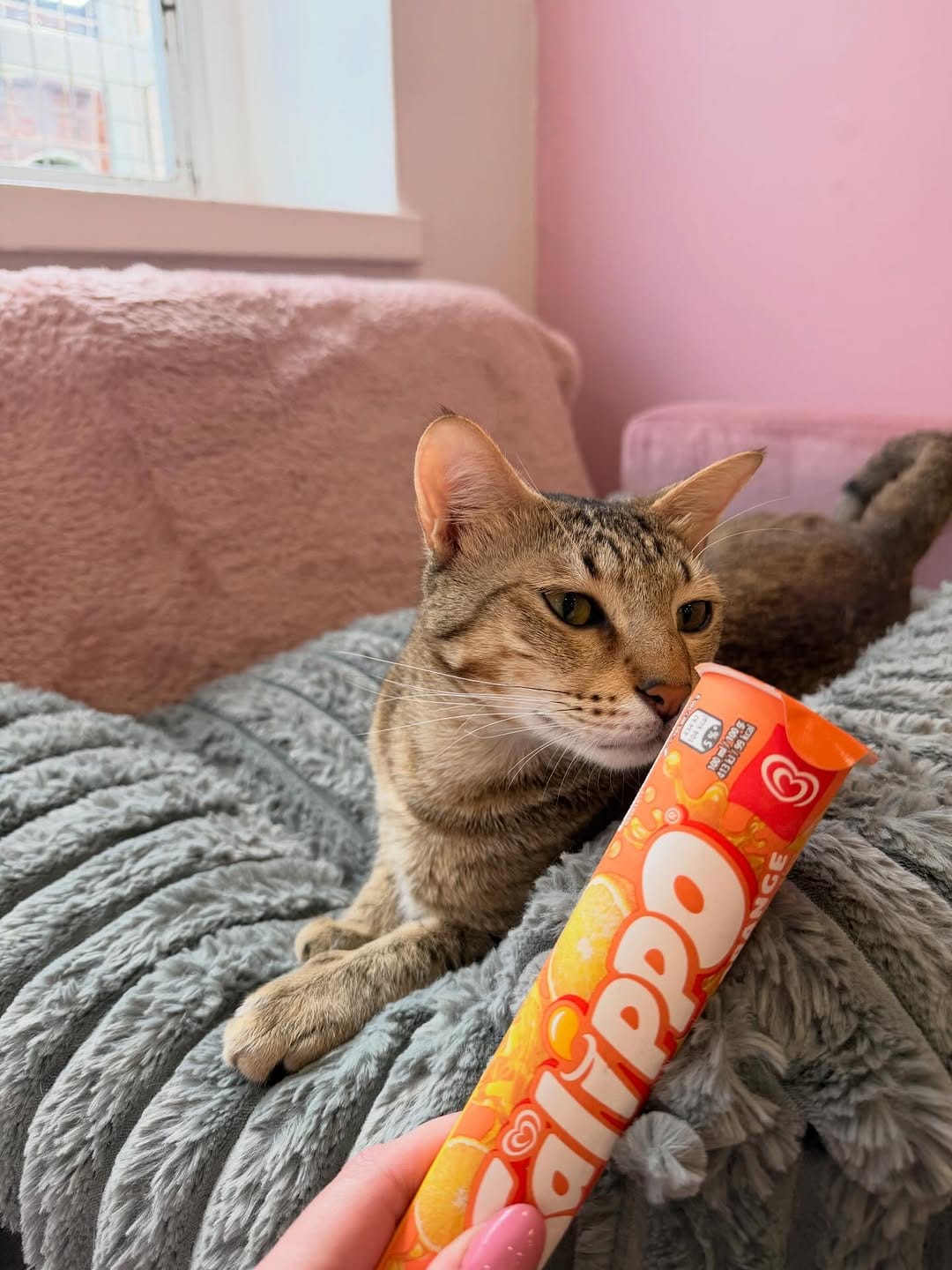 Post 2 by MEOW Cat Cafe Essex on Instagram (carousel)