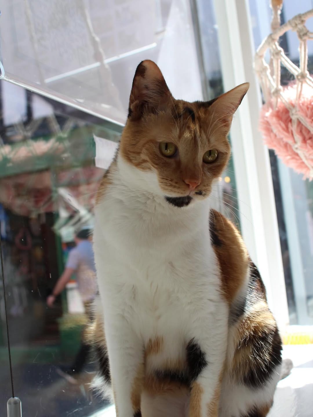Post 3 by MEOW Cat Cafe Essex on Instagram (image)