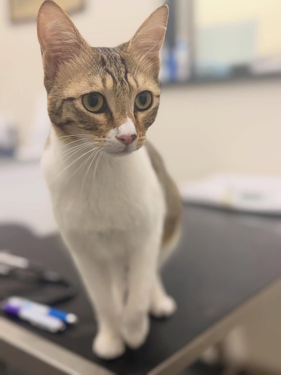 Post 1 by MEOW Cat Cafe Essex on Instagram (carousel)