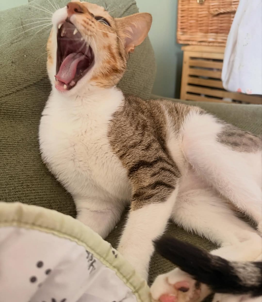 Post 5 by MEOW Cat Cafe Essex on Instagram (image)
