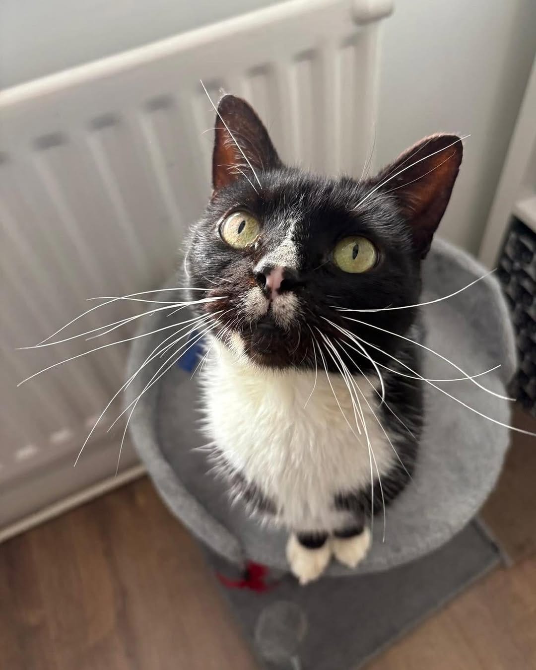 Post 1 by Cat-CHING Sheffield on Instagram (carousel)