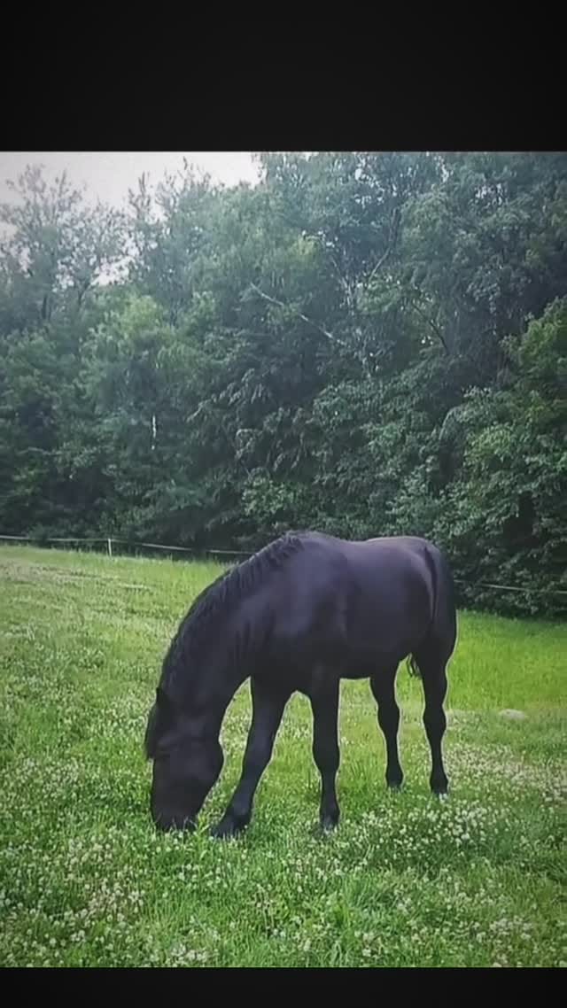Post 5 by Rosco Anderson-Hardie on Instagram (video)
