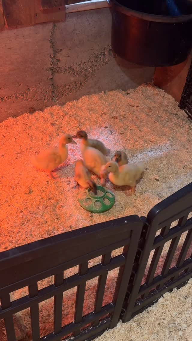 Post 8 by Rosco Anderson-Hardie on Instagram (video)