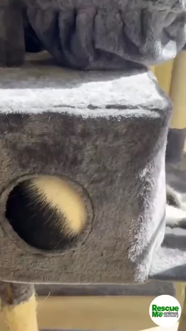 Post 10 by Rescue Me on Instagram (video)
