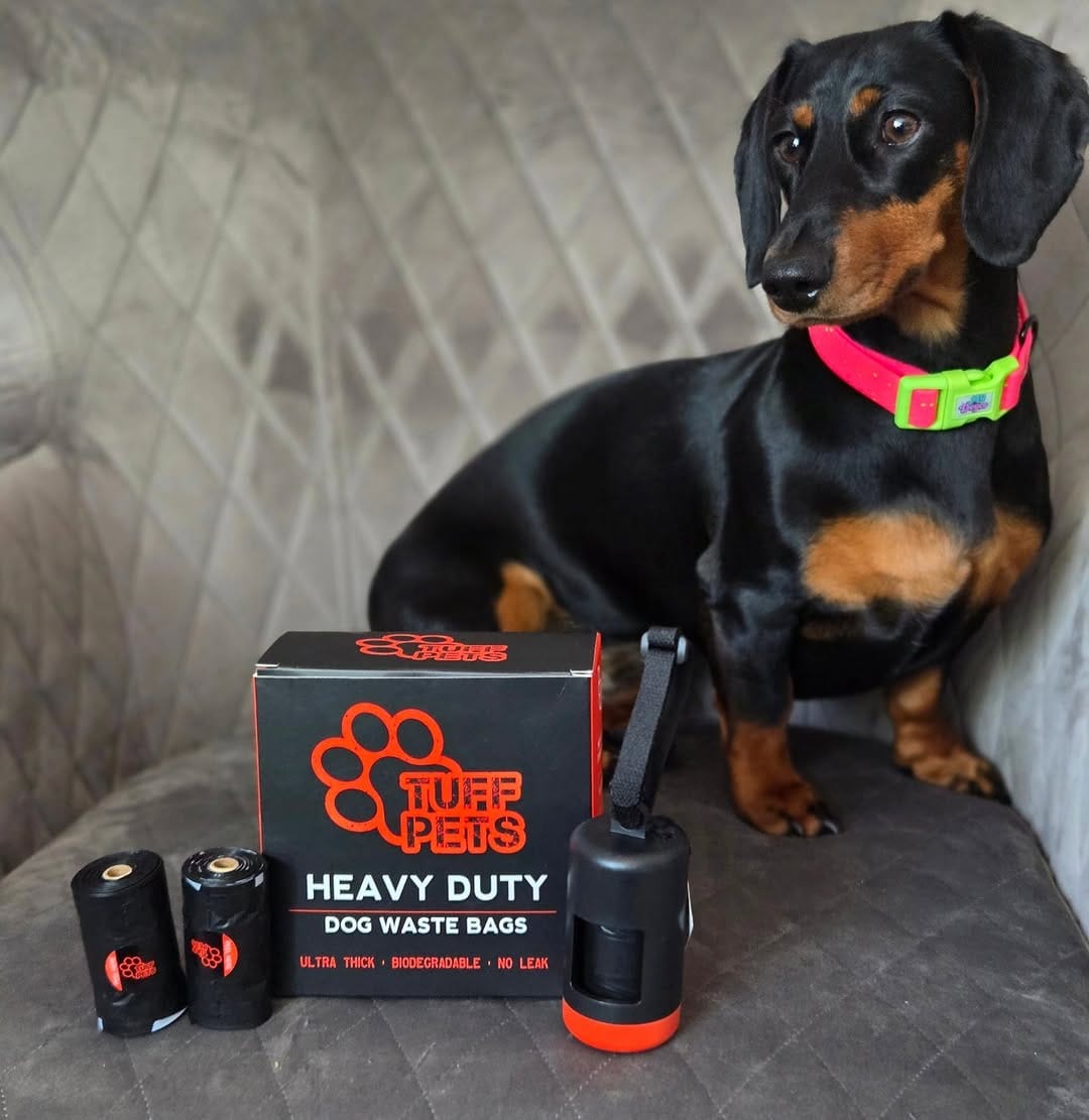 Post 2 by Freya The Dachshund 🐾🏁🧡 on Instagram (image)