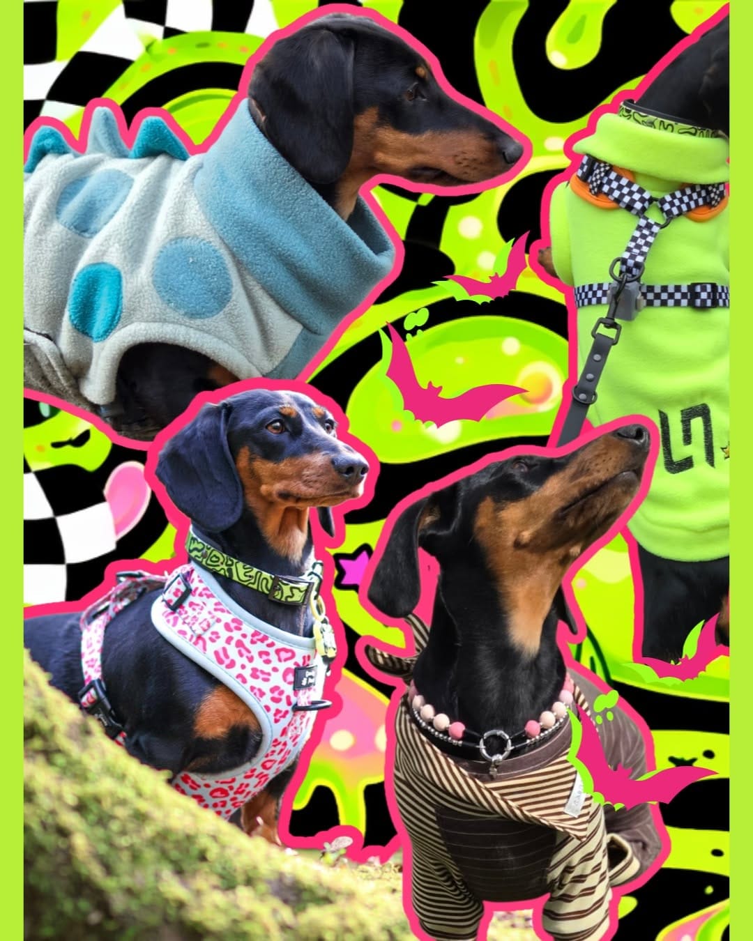 Post 8 by Freya The Dachshund 🐾🏁🧡 on Instagram (image)
