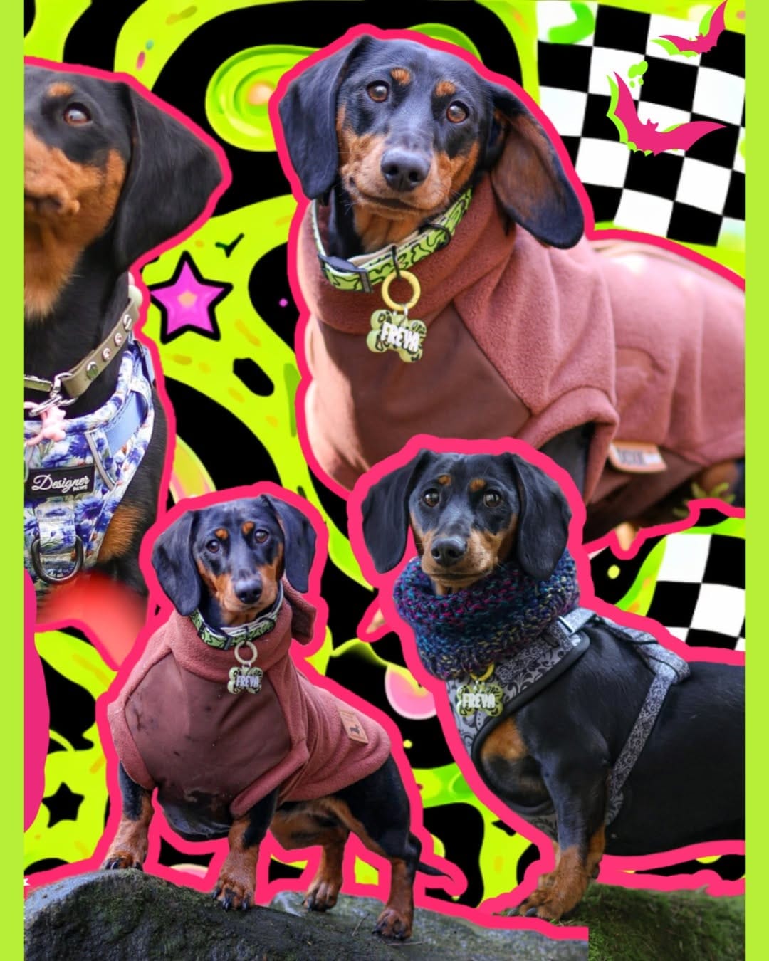 Post 10 by Freya The Dachshund 🐾🏁🧡 on Instagram (image)