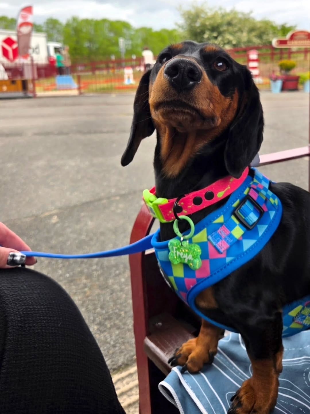 Post 7 by Freya The Dachshund 🐾🏁🧡 on Instagram (image)