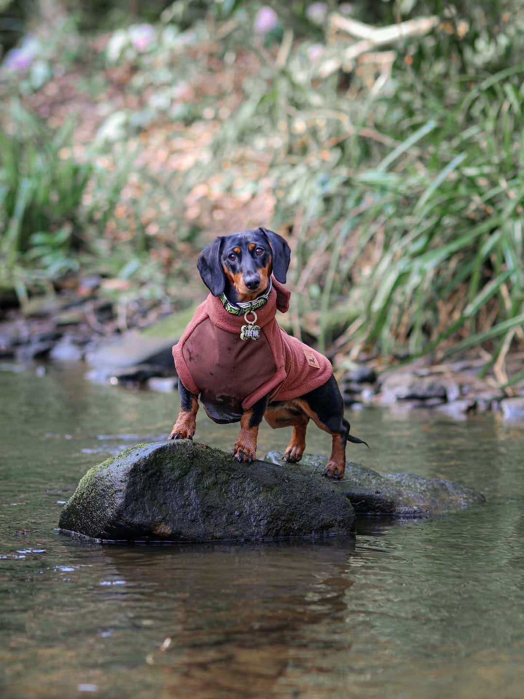 Post 1 by Freya The Dachshund 🐾🏁🧡 on Instagram (image)