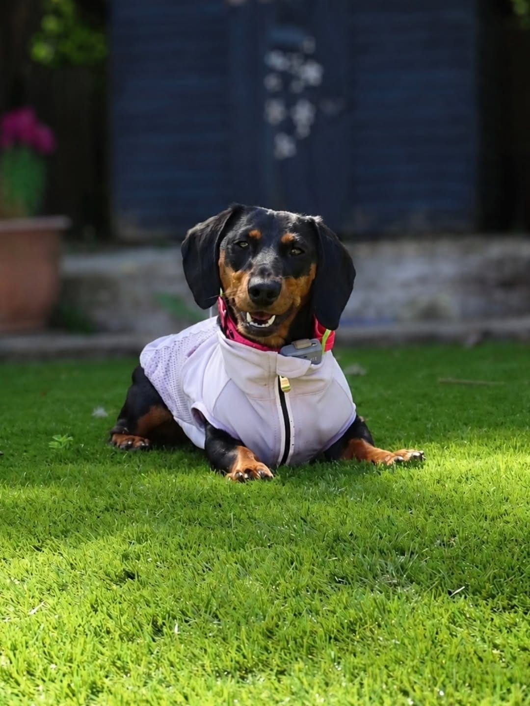 Post 5 by Freya The Dachshund 🐾🏁🧡 on Instagram (carousel)