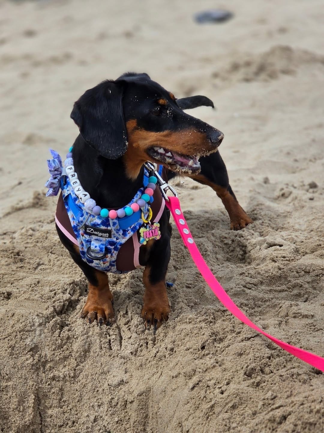 Post 4 by Freya The Dachshund 🐾🏁🧡 on Instagram (carousel)