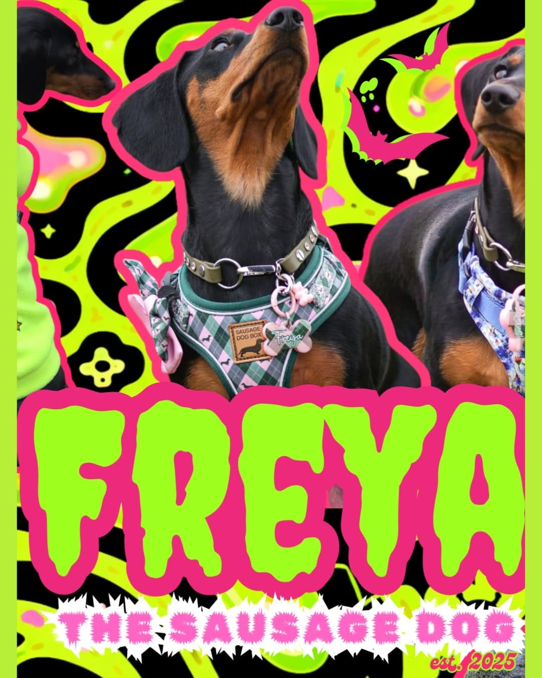 Post 9 by Freya The Dachshund 🐾🏁🧡 on Instagram (image)