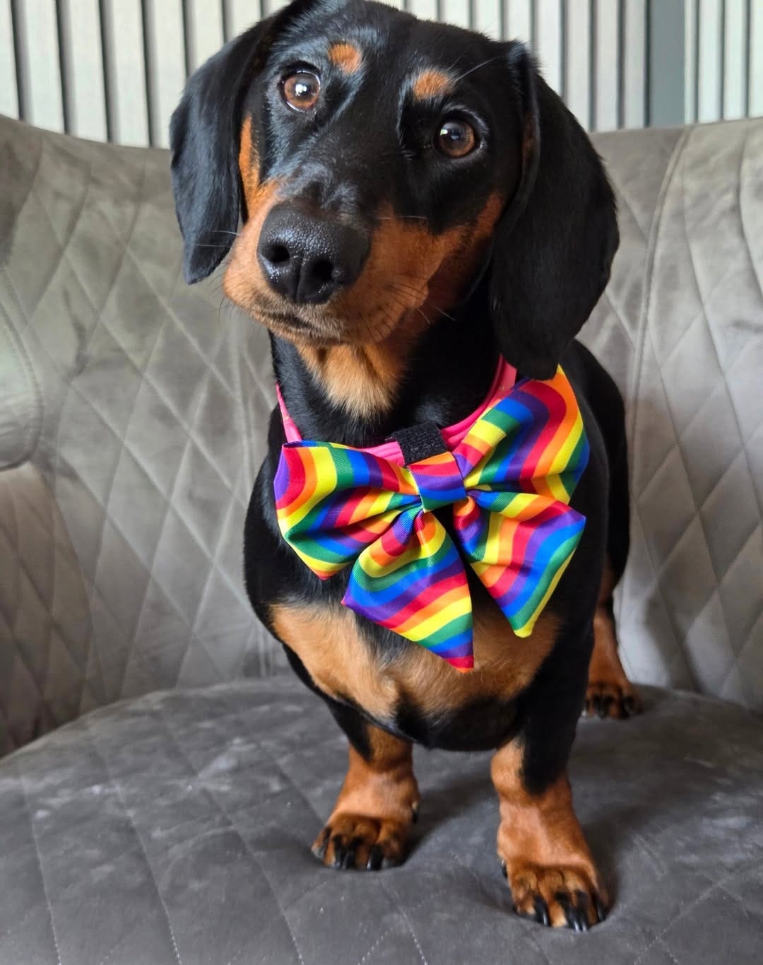 Post 3 by Freya The Dachshund 🐾🏁🧡 on Instagram (image)