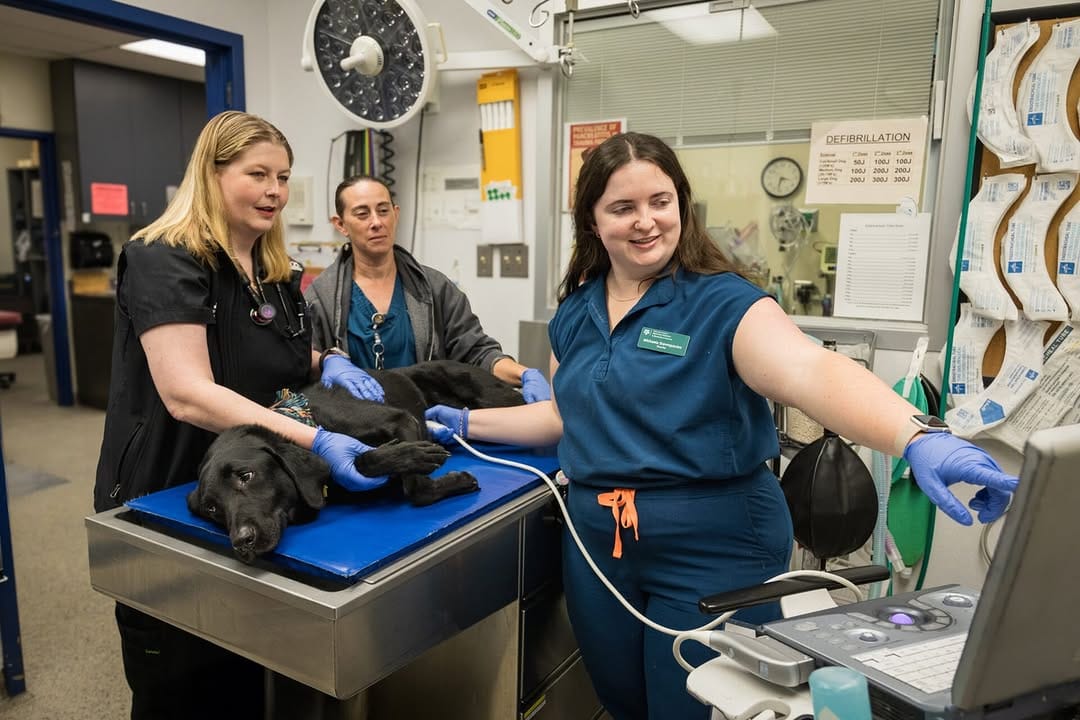 Post 1 by Texas A&M Veterinary Medicine on Instagram (image)