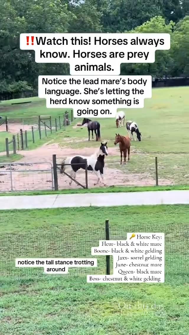Post 8 by Monique Smith on Instagram (video)