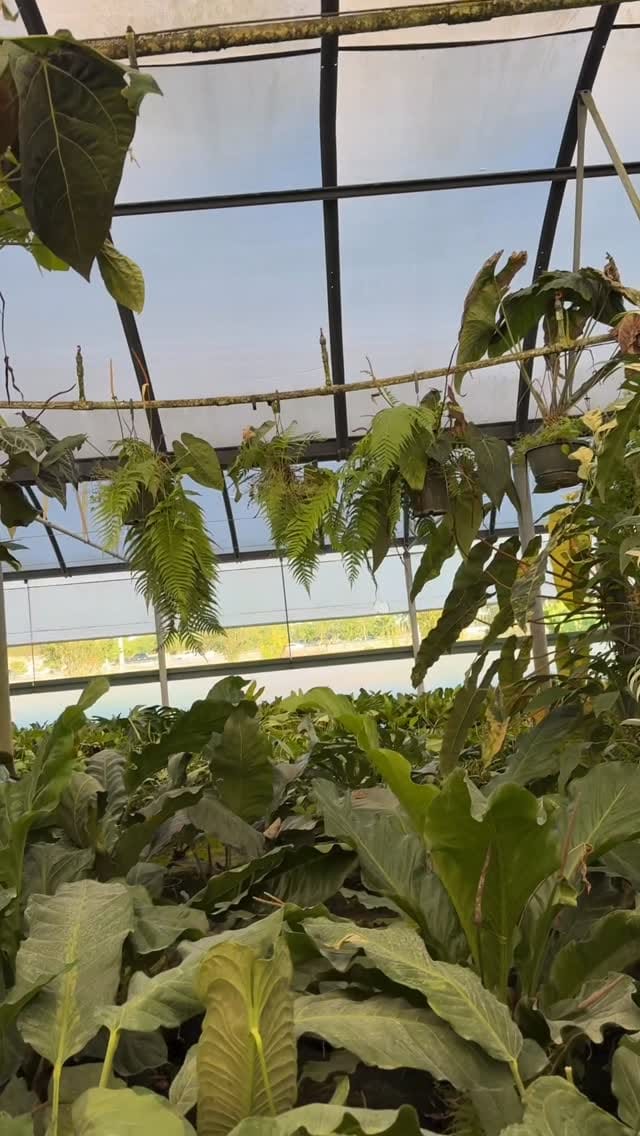 Post 3 by Mike’s Nursery on Instagram (video)