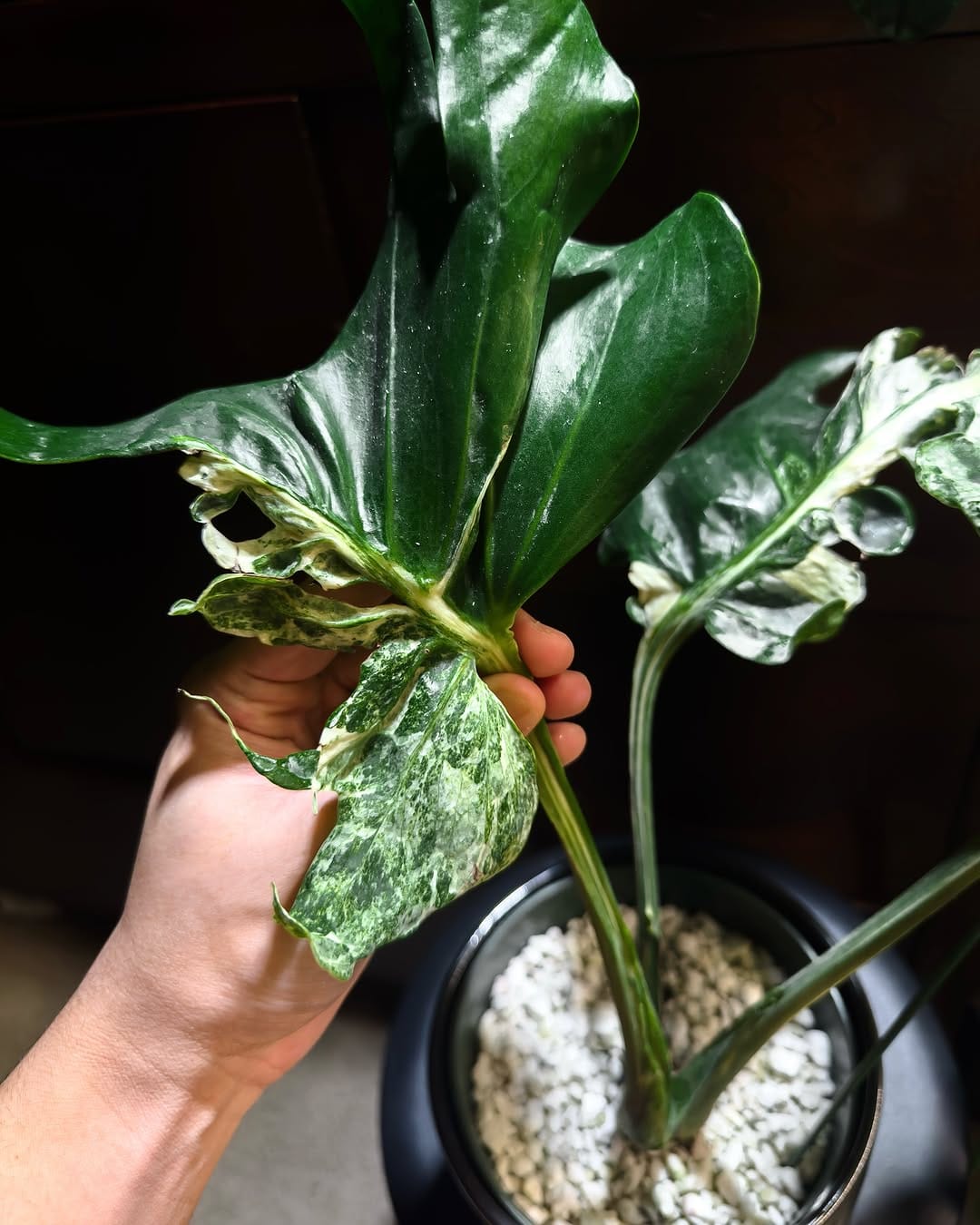 Post 9 by Mike’s Nursery on Instagram (carousel)