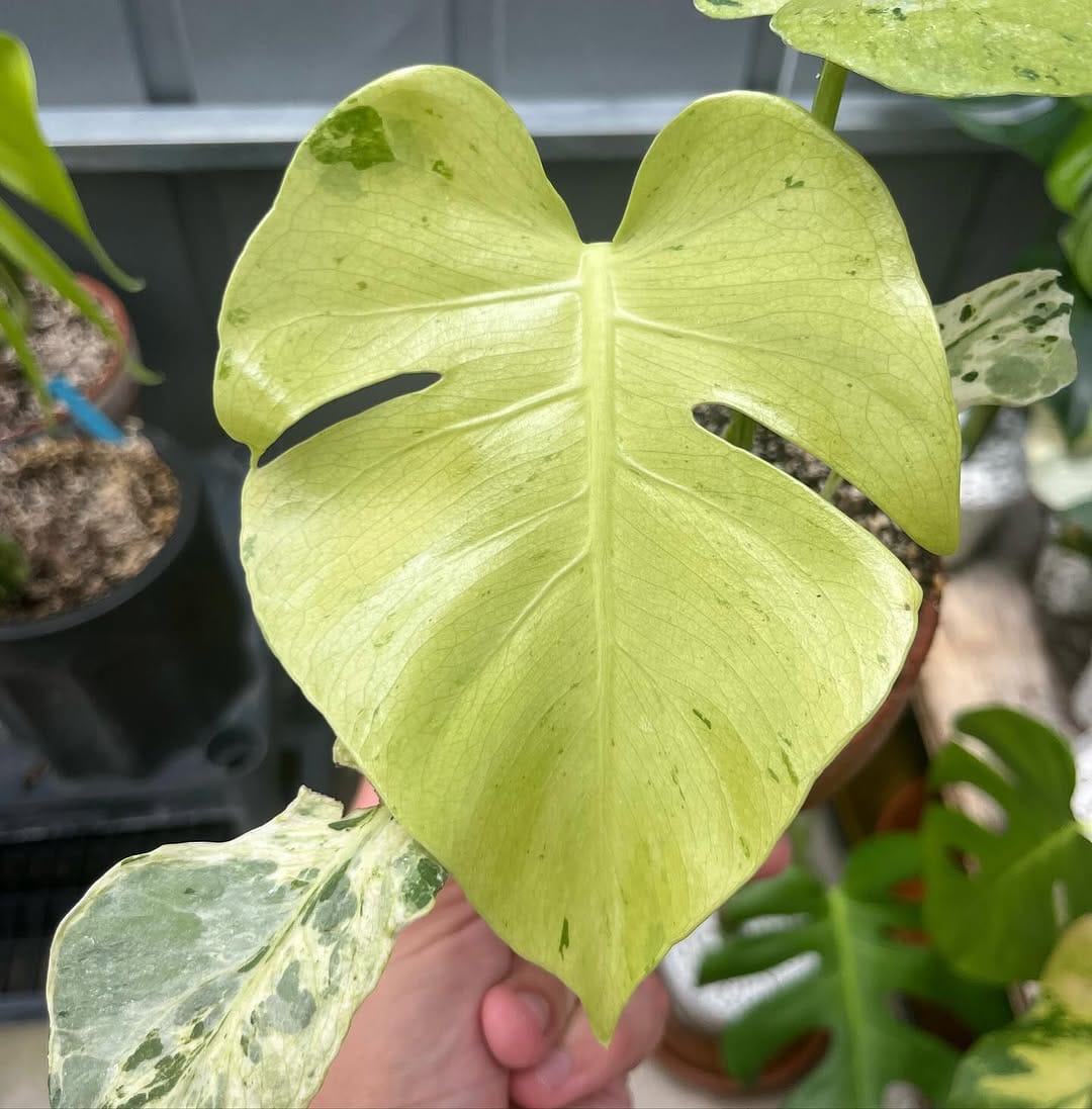Post 6 by Mike’s Nursery on Instagram (carousel)