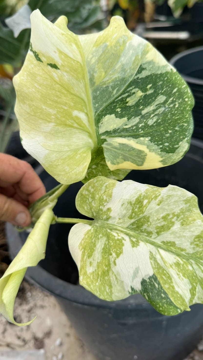 Post 5 by Mike’s Nursery on Instagram (video)