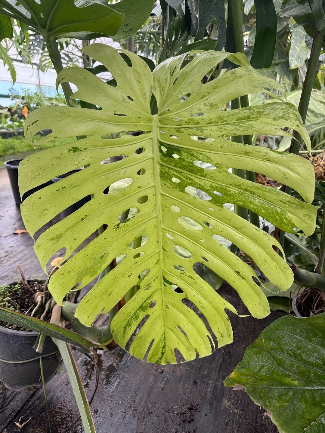 Post 1 by Mike’s Nursery on Instagram (carousel)