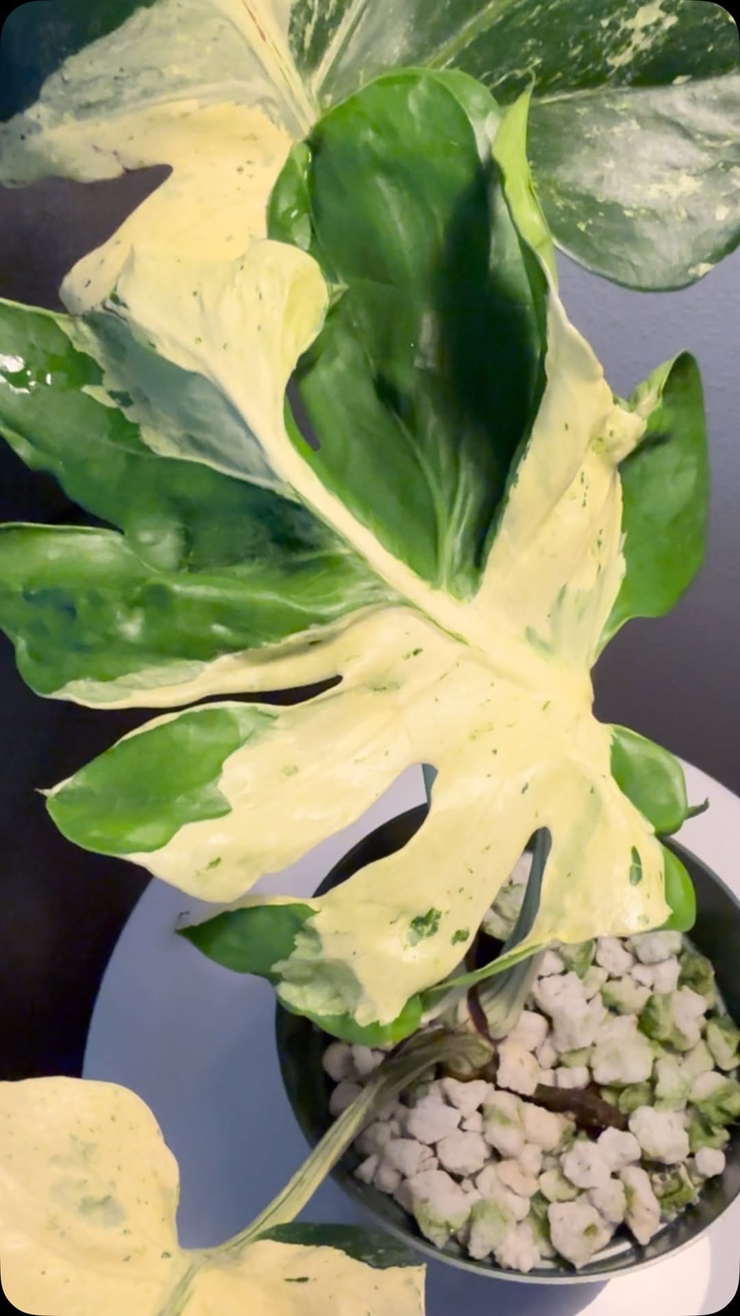 Post 8 by Mike’s Nursery on Instagram (video)