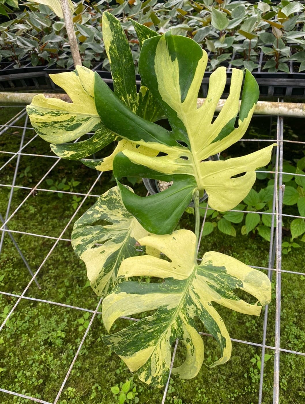 Post 2 by Mike’s Nursery on Instagram (carousel)