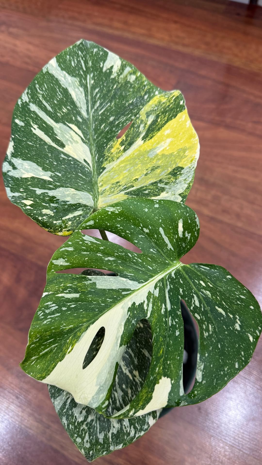 Post 7 by Mike’s Nursery on Instagram (video)