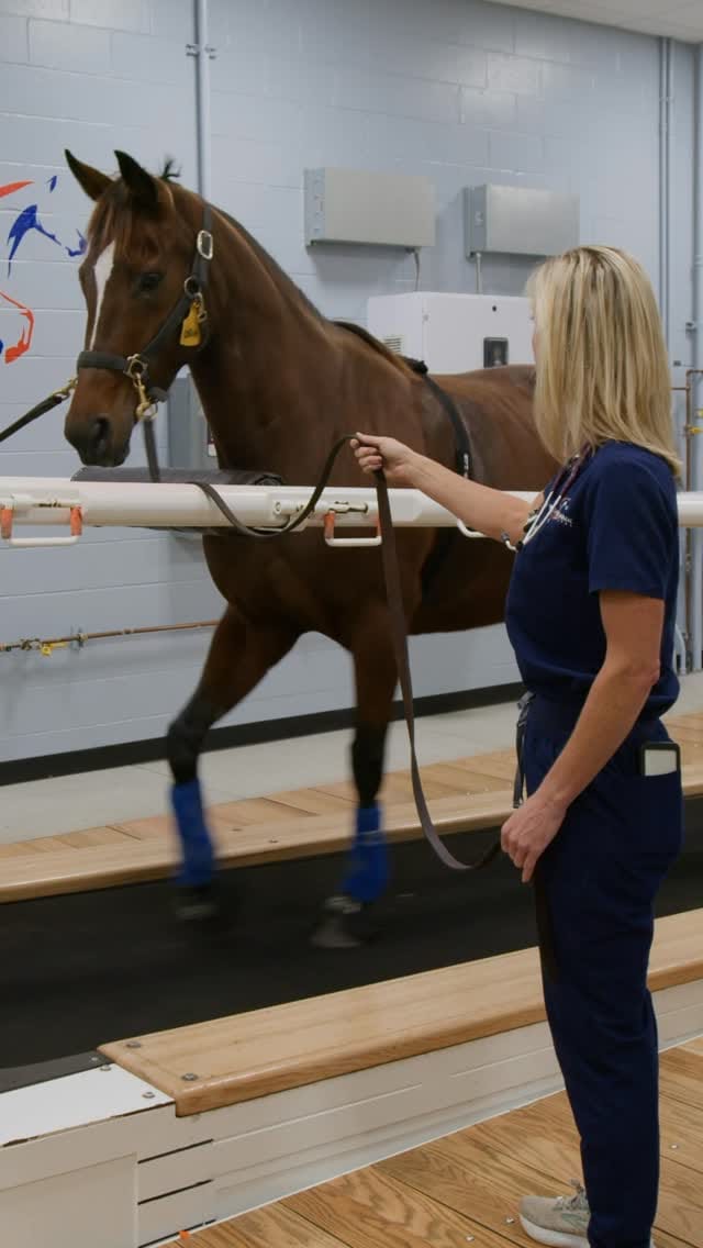 Post 10 by UF College of Veterinary Medicine on Instagram (video)