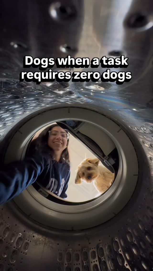 Post 5 by DOG Hotels Miami Shores on Instagram (video)