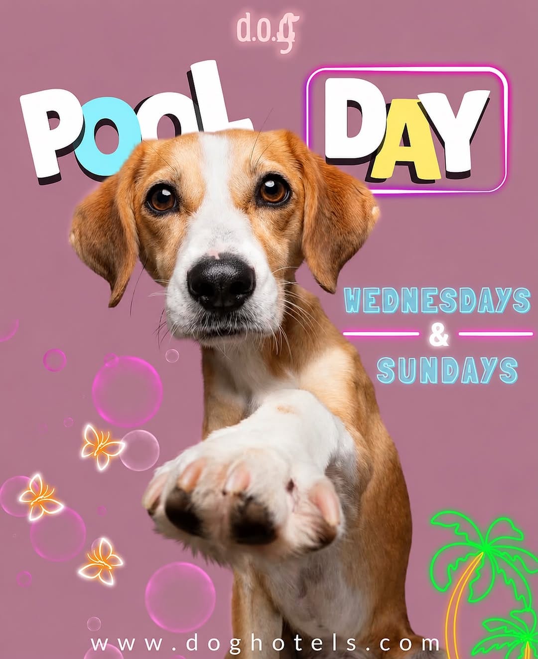 Post 3 by DOG Hotels Miami Shores on Instagram (image)