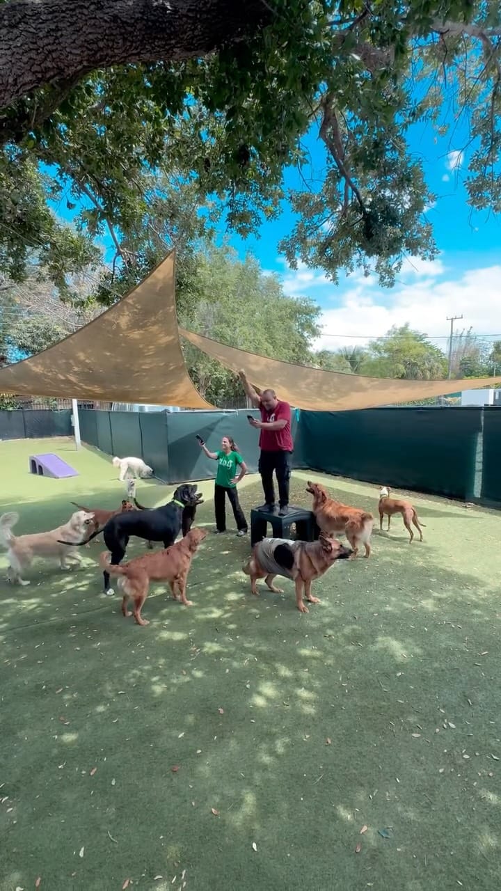 Post 2 by DOG Hotels Miami Shores on Instagram (video)