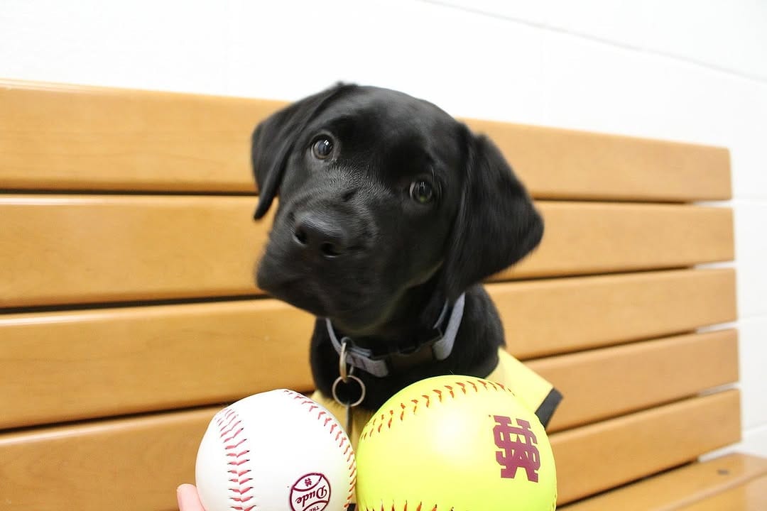 Post 2 by MSSTATE VETMED on Instagram (carousel)