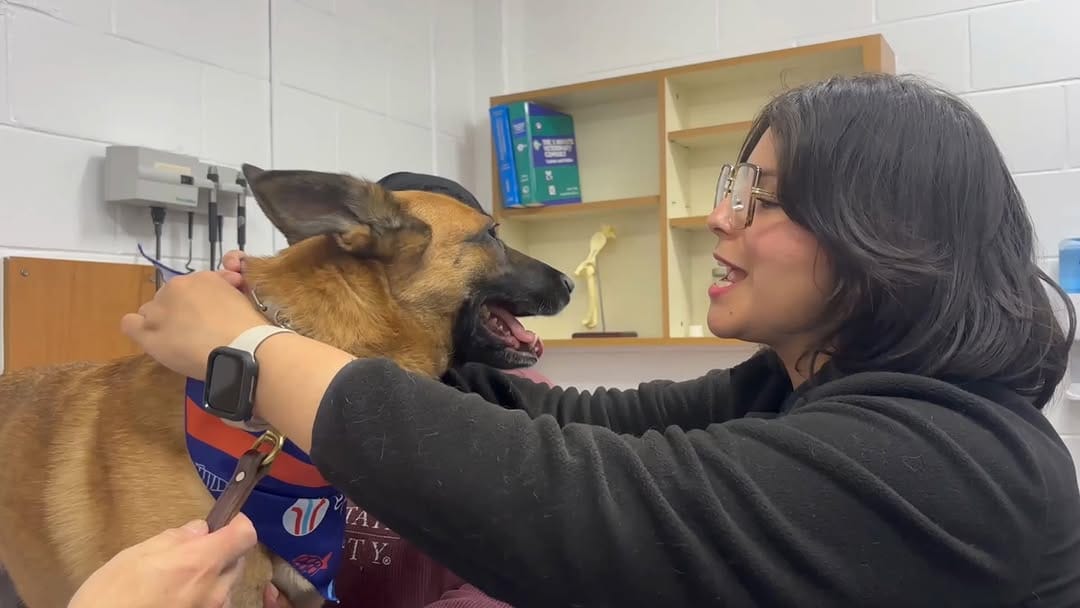 Post 7 by MSSTATE VETMED on Instagram (video)
