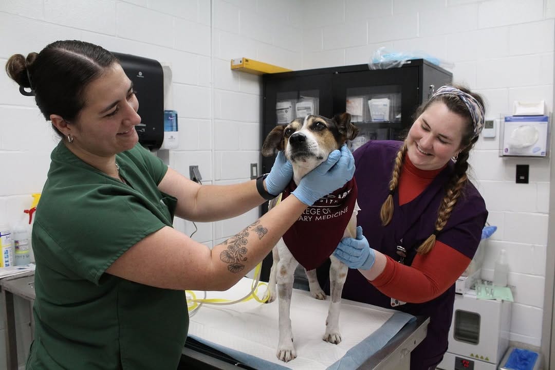 Post 3 by MSSTATE VETMED on Instagram (carousel)
