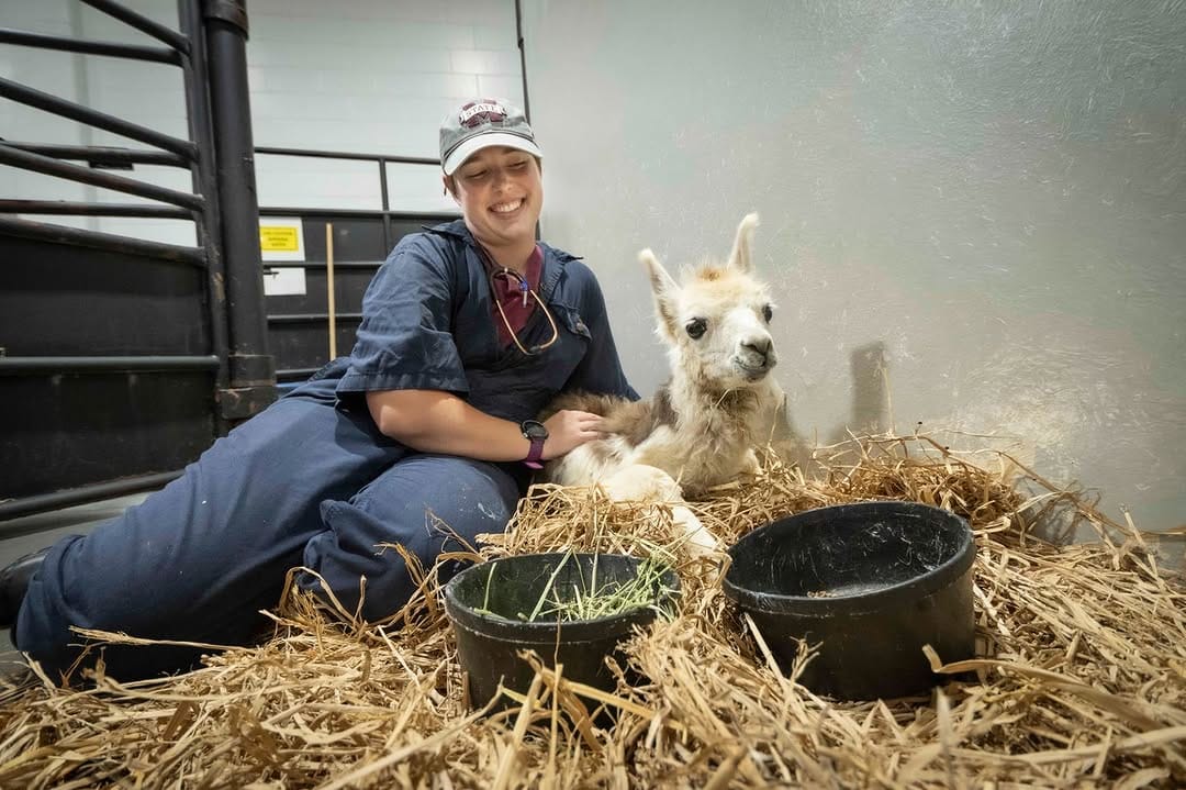 Post 1 by MSSTATE VETMED on Instagram (image)