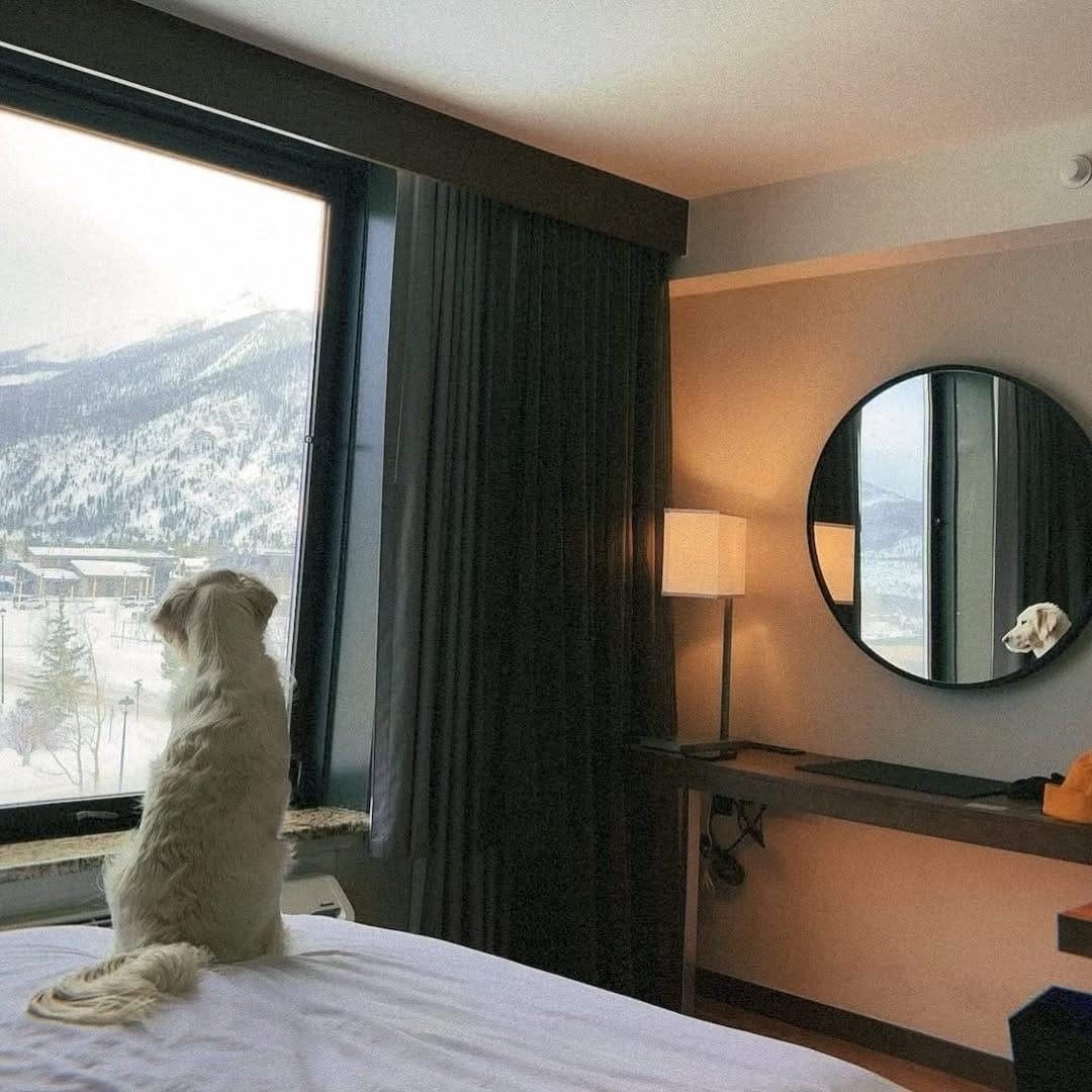 Post 9 by Britt & Rosie 🐶 on Instagram (image)